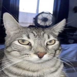 Meet your Posher, Emanuel